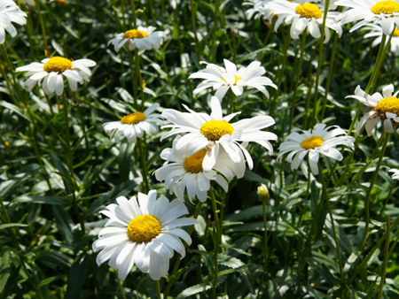 Ox-eye daisy 