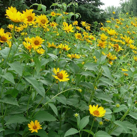 Ox-eye sunflower 