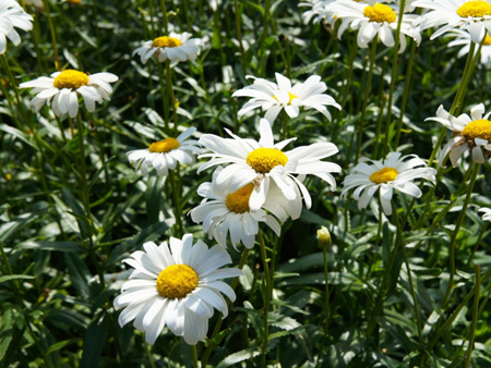 Oxeye Daisy