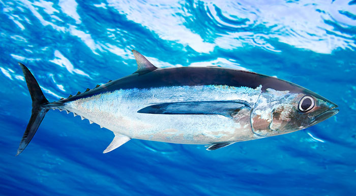 Pacific Albacore