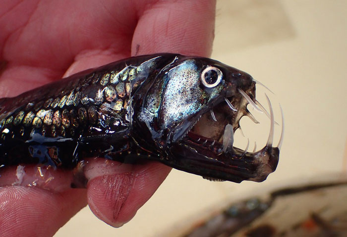 Pacific Viperfish