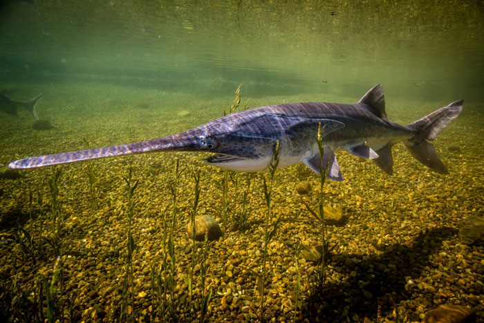 Paddlefish