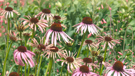 Pale purple coneflower