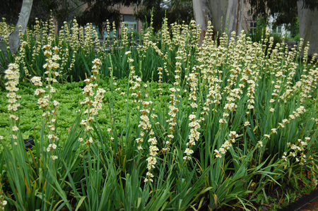 Pale yellow-eyed grass