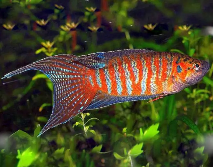 Paradise Fish