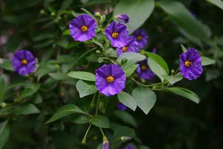 Paraguay Nightshade 