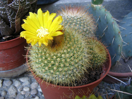 Parodia  