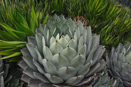 Parrys Agave 