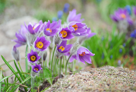 Pasque flower 