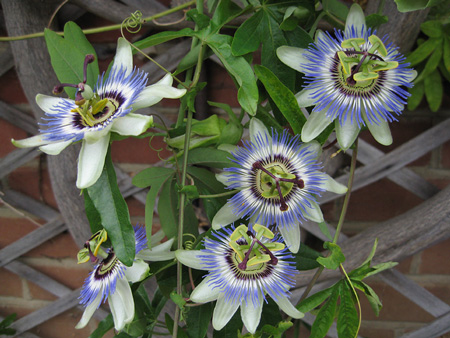 Passionflower