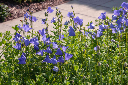 Peach leaved bellflower