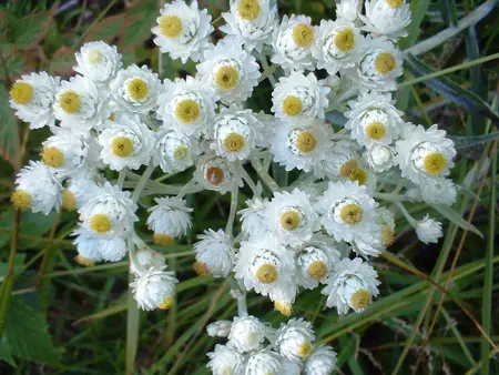 Pearly Everlasting 