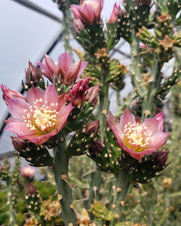 Pencil Cholla 