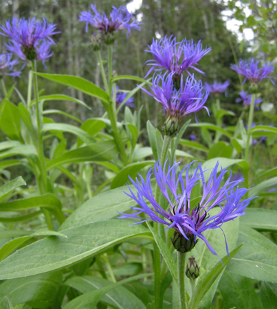 Perennial Cornflower 