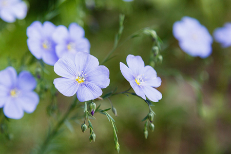 Perennial Flax 