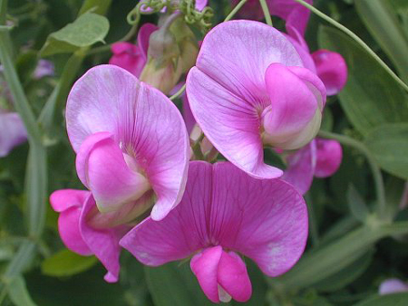 Perennial pea 