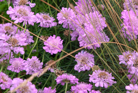 Pincushion Flower 