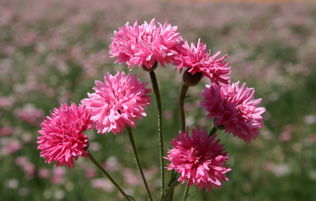 Pink Bachelor’s Button