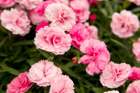 Pink Dianthus 