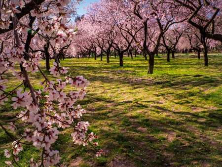 Pink Flowering Almond Shrub