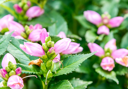 Pink turtlehead 