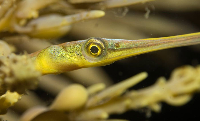 Pipefish