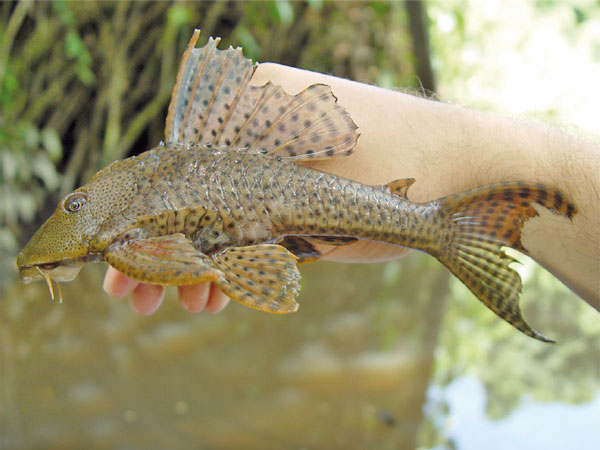 Plecostomus