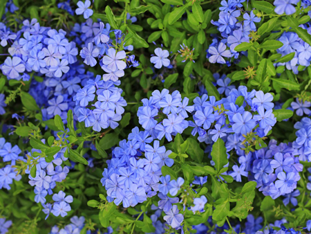 Plumbago  