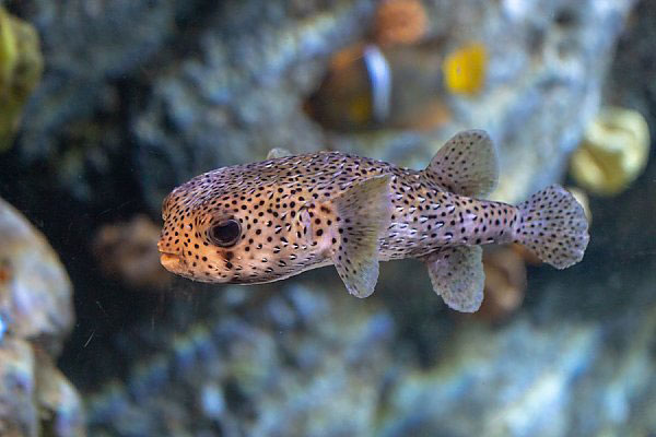 Porcupinefish