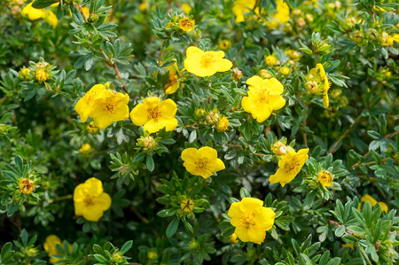 Potentilla  