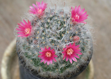 Powder Puff Cactus