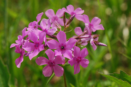 Prairie phlox 