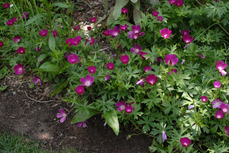 Prairie poppy mallow