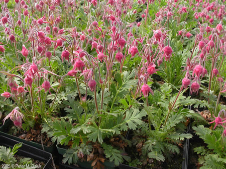 Prairie smoke 