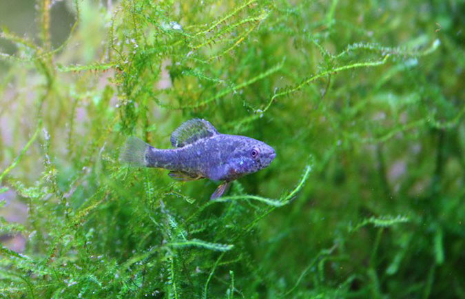 Pygmy Sunfish