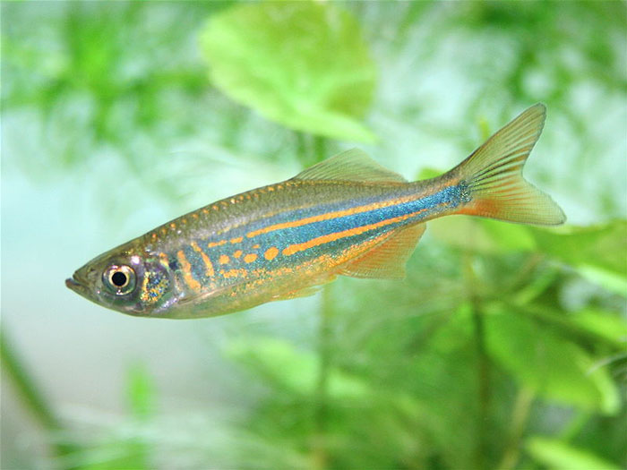 Queen Danio