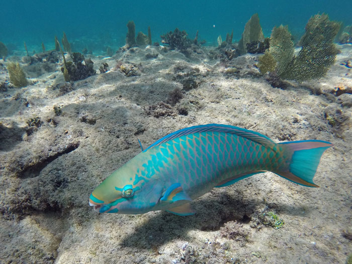 Queen Parrotfish