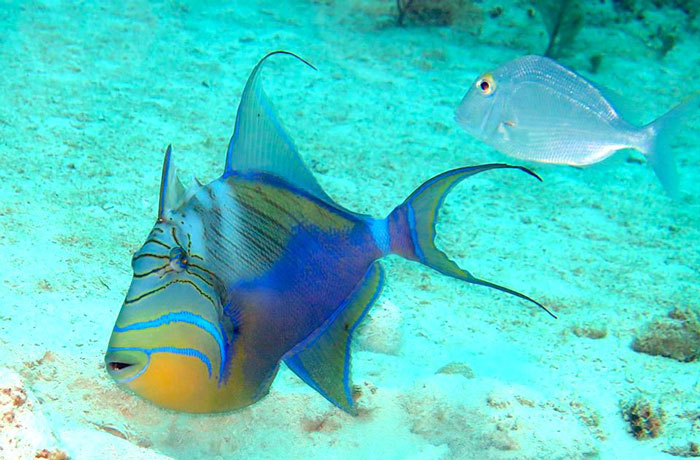 Queen Triggerfish
