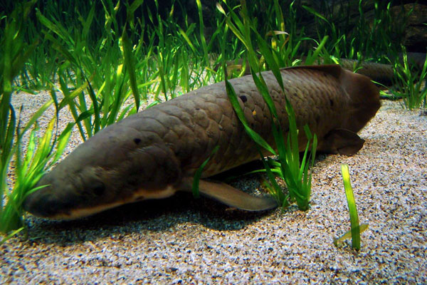 Queensland lungfish