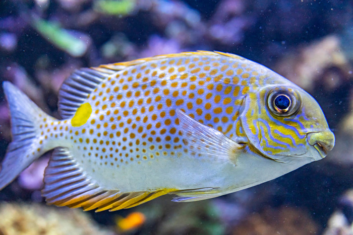 Rabbitfish