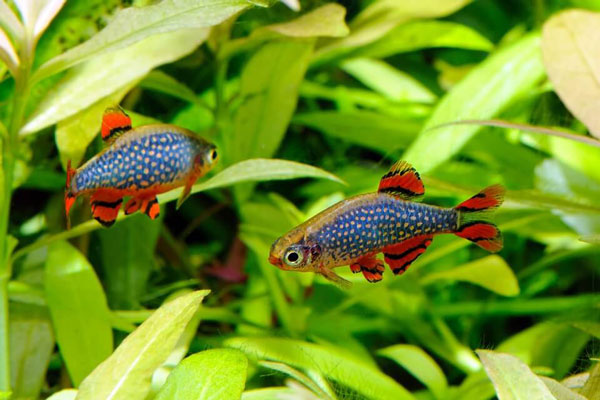 Rasbora