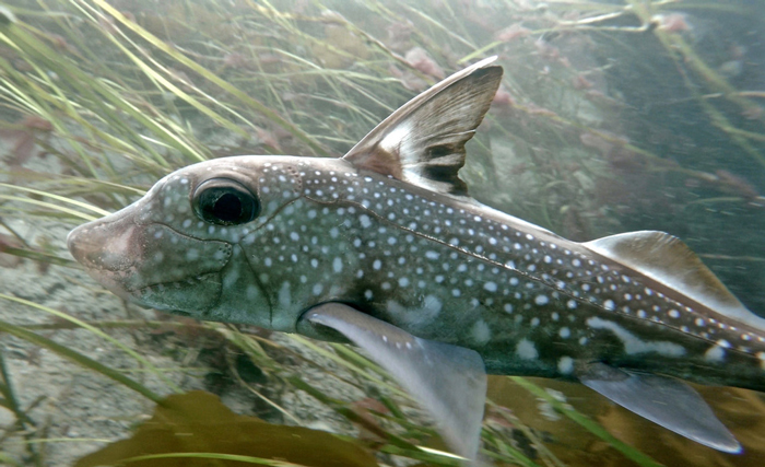 Ratfish