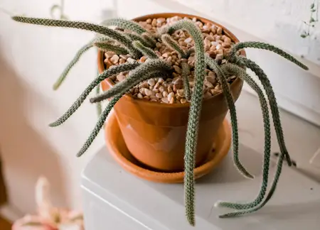 Rattail Cactus 
