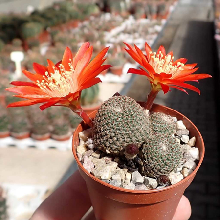 Rebutia Heliosa 