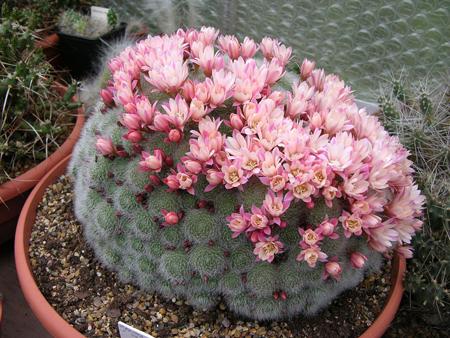 Rebutia albiflora 