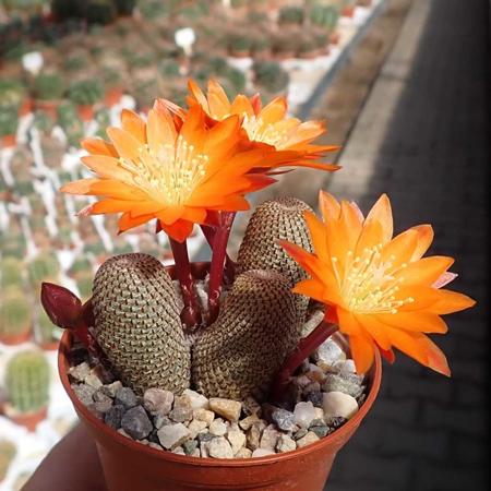 Rebutia  