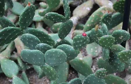 Red Buttons Opuntia
