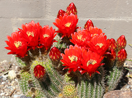 Red Torch Cactus