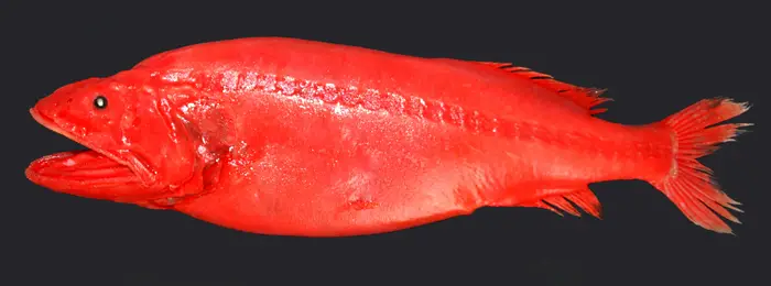 Red Whalefish