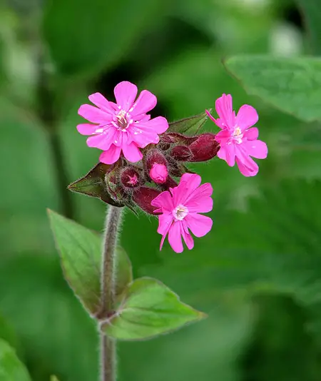 Red campion 